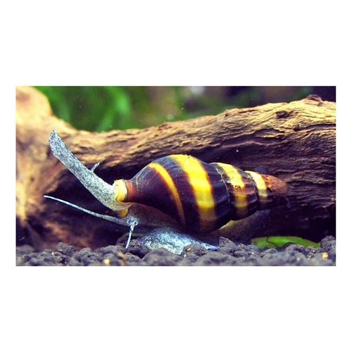 Lumaca killer anentome helena - lumaca,
