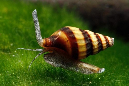 Lumaca killer anentome helena - lumaca,